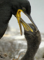   recent trip Farne Islands.Shag feeding young. IslandsShag Islands Shag young  